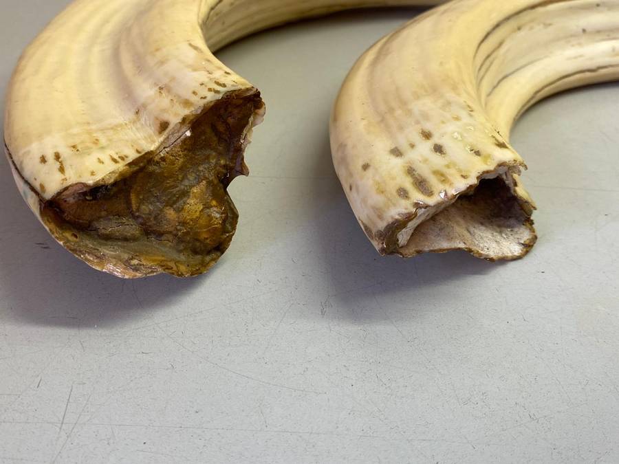 Hippo tusks/ivory