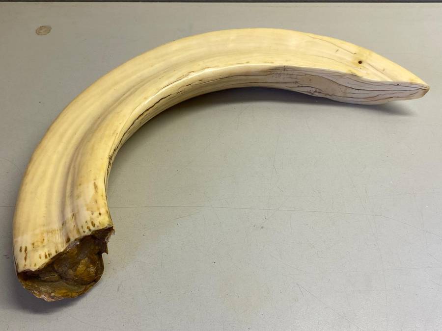 Hippo tusks/ivory