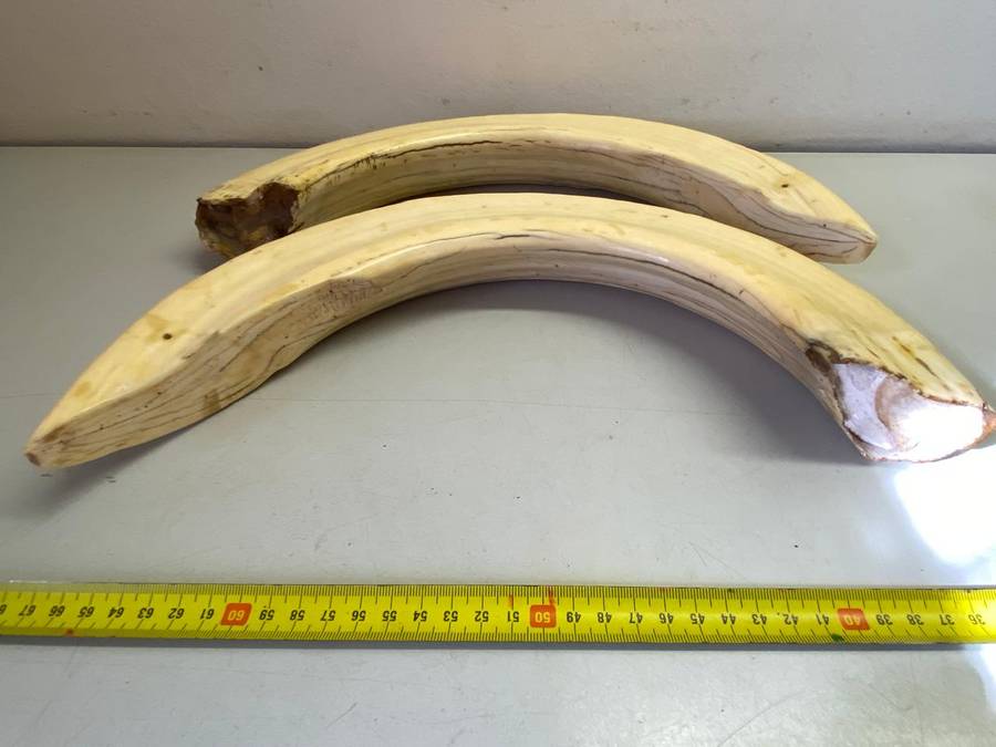 Hippo tusks/ivory