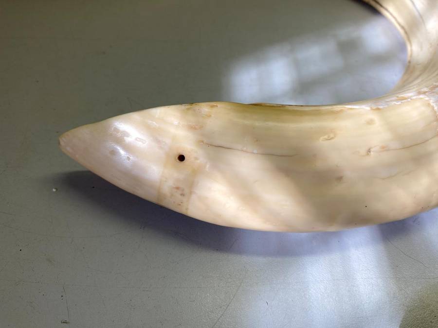 Hippo tusks/ivory