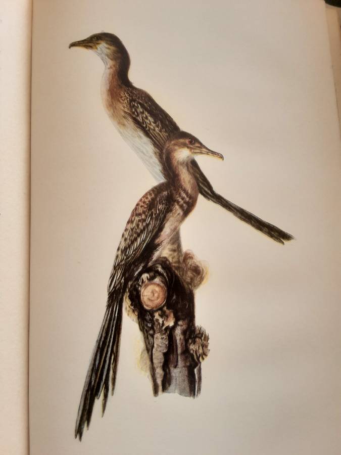 A Guide to the Birds of Southern Rhodesia & A Record of their Nesting Habits by Cecil Priest