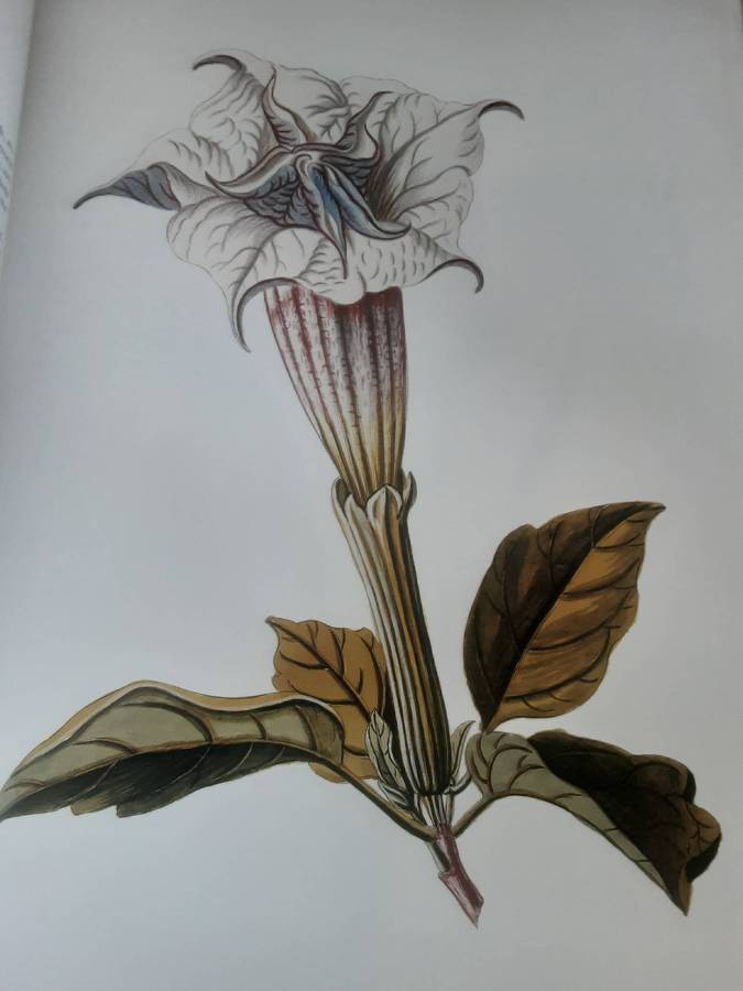 Treasury Of Flowers, Rare Illustrations from New York Botanical Garden by Frank J Anderson