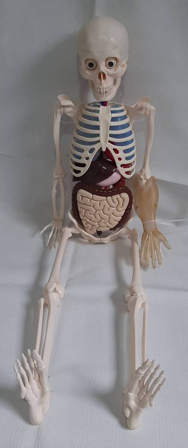 Billy Bones 110cm Human Anatomy Model with Removable Organs and Brain