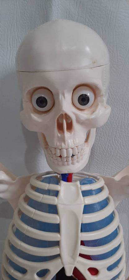 Billy Bones 110cm Human Anatomy Model with Removable Organs and Brain