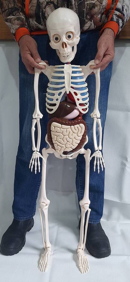 Billy Bones 110cm Human Anatomy Model with Removable Organs and Brain