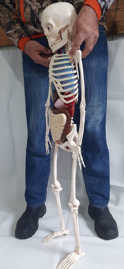 Billy Bones 110cm Human Anatomy Model with Removable Organs and Brain