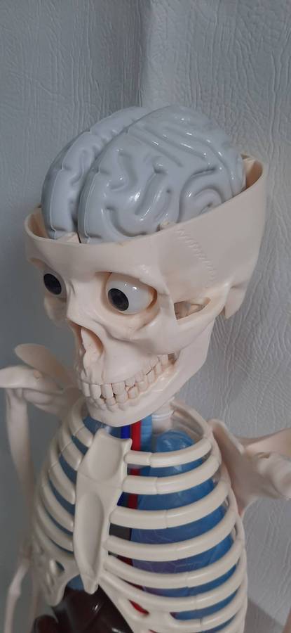 Billy Bones 110cm Human Anatomy Model with Removable Organs and Brain