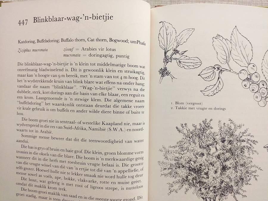 Ons eie boomboek (Cythna Letty)