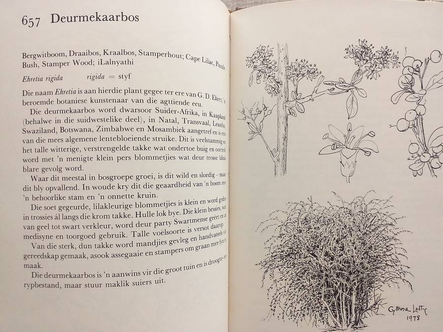 Ons eie boomboek (Cythna Letty)