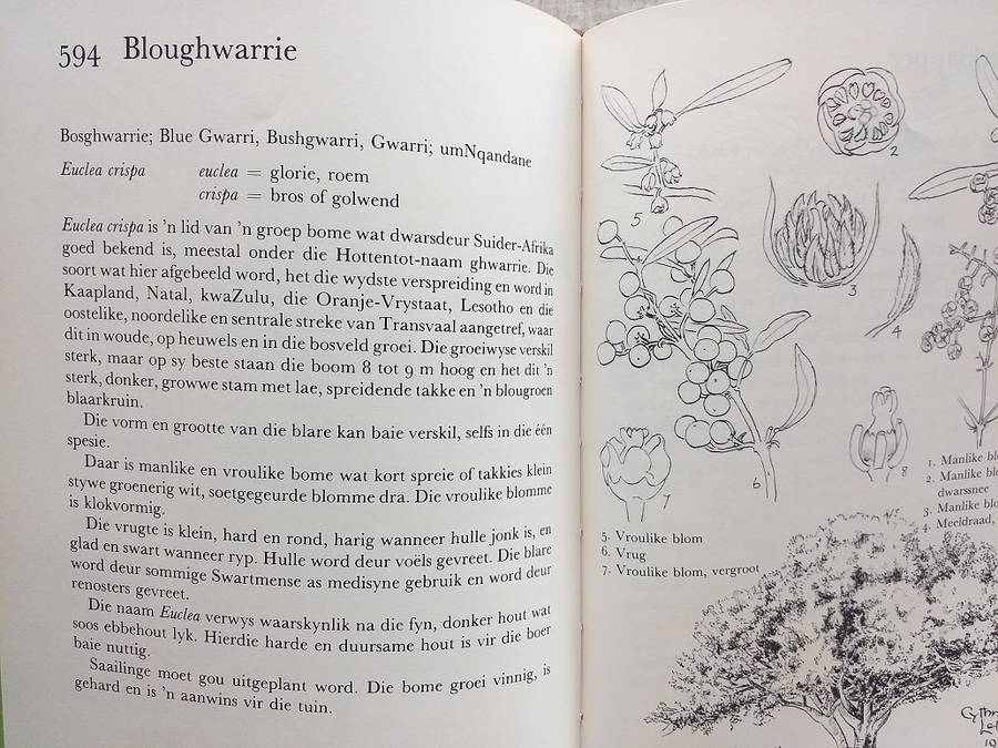 Ons eie boomboek (Cythna Letty)