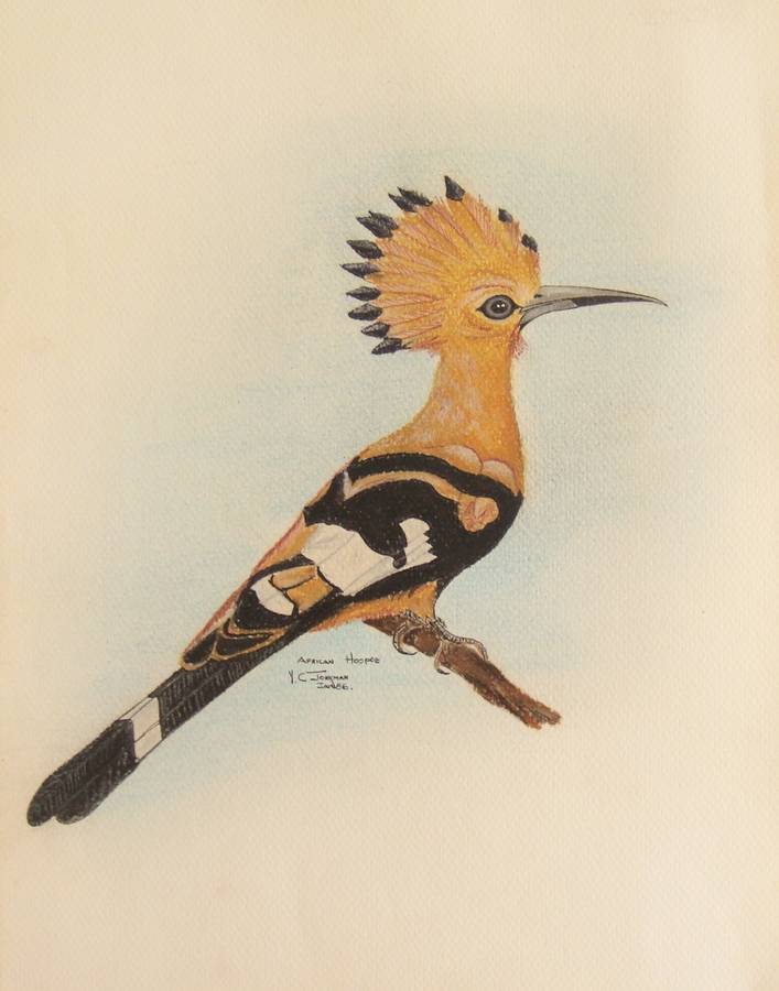 `Hoepoo`  - UNFramed  -   Painted by Y Jonkman  -  Size 300mm x 250mm  -  PASTEL