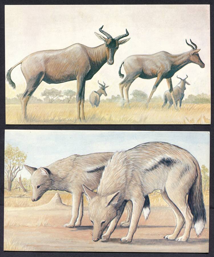Botswana - 18 Unused Post Cards - Part Set 18 Of 20 - No Stamps
