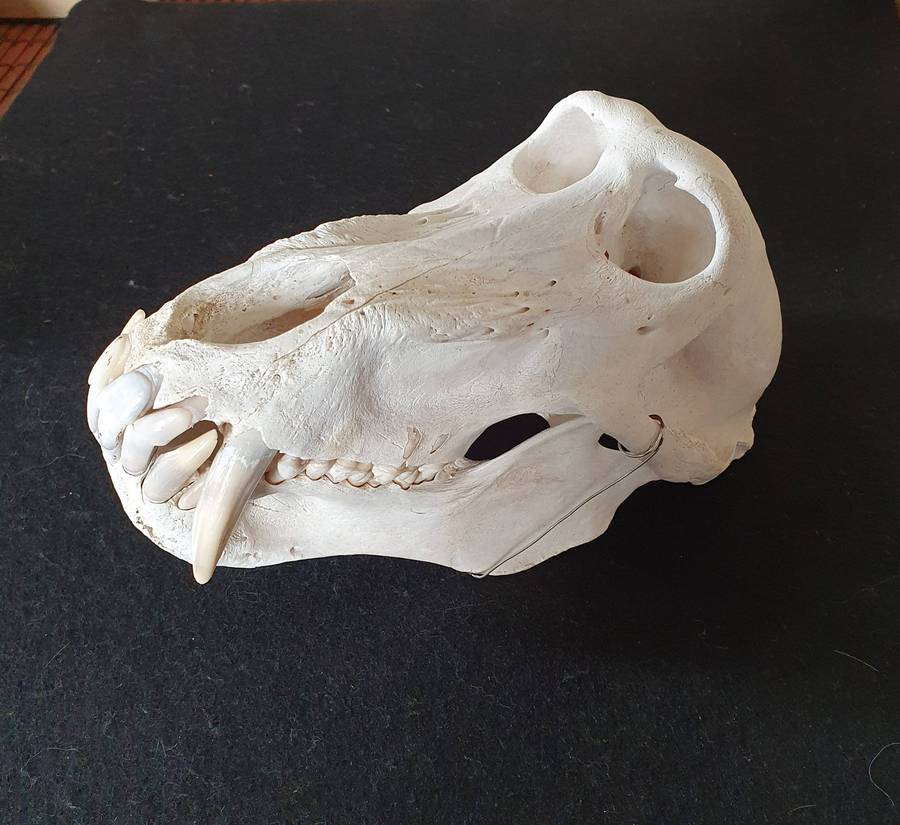 HUGE PAPIO URSINUS ( CHACMA BABOON ) SKULL WITH MASSIVE CANINE TEETH.