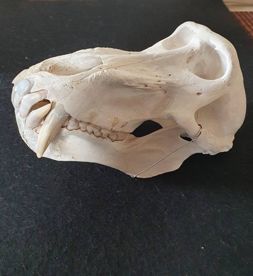 HUGE PAPIO URSINUS ( CHACMA BABOON ) SKULL WITH MASSIVE CANINE TEETH.