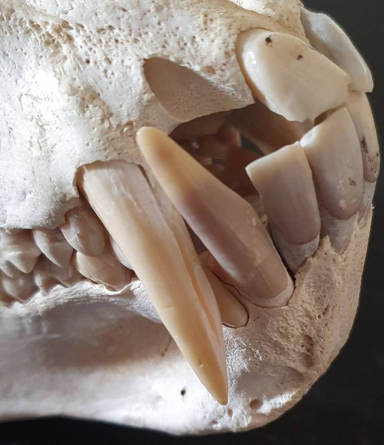 HUGE PAPIO URSINUS ( CHACMA BABOON ) SKULL WITH MASSIVE CANINE TEETH.