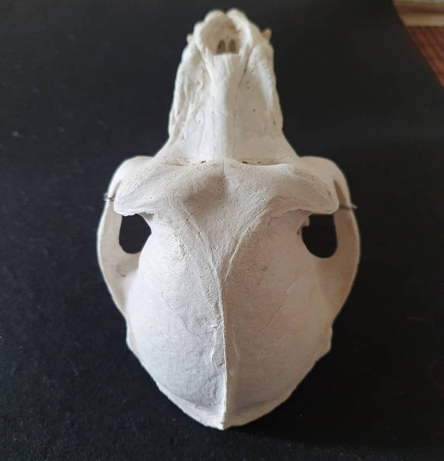 HUGE PAPIO URSINUS ( CHACMA BABOON ) SKULL WITH MASSIVE CANINE TEETH.