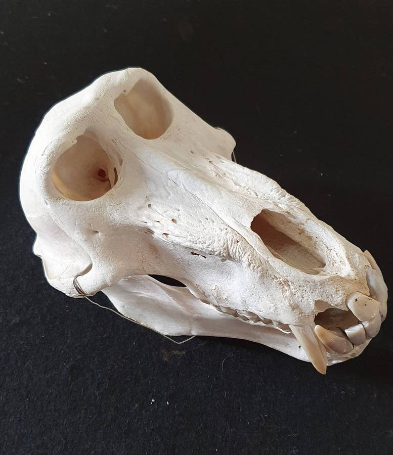 HUGE PAPIO URSINUS ( CHACMA BABOON ) SKULL WITH MASSIVE CANINE TEETH.