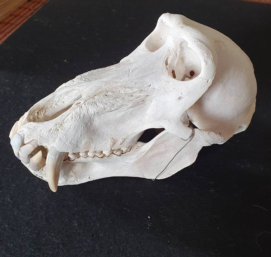 HUGE PAPIO URSINUS ( CHACMA BABOON ) SKULL WITH MASSIVE CANINE TEETH.
