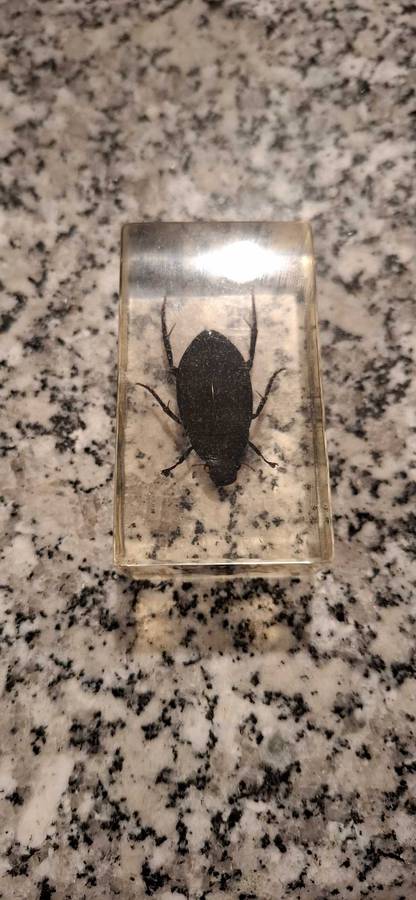 Resin Cast Bugs