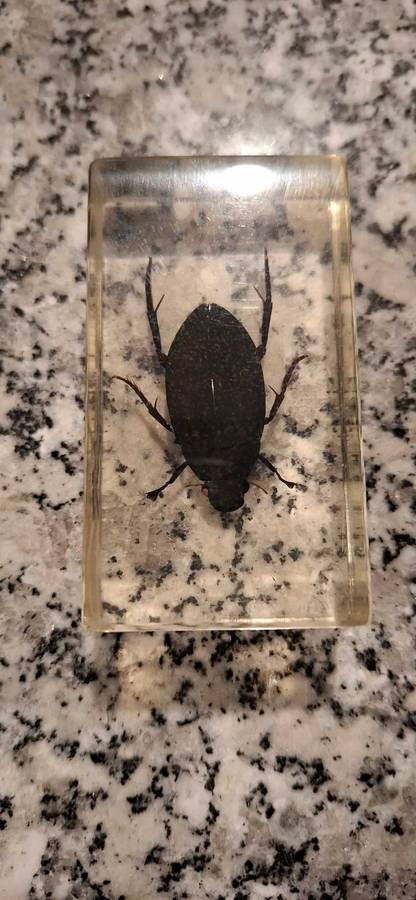 Resin Cast Bugs