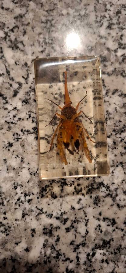 Resin Cast Bugs