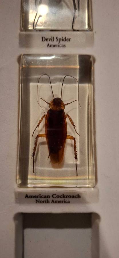 Resin Cast Bugs