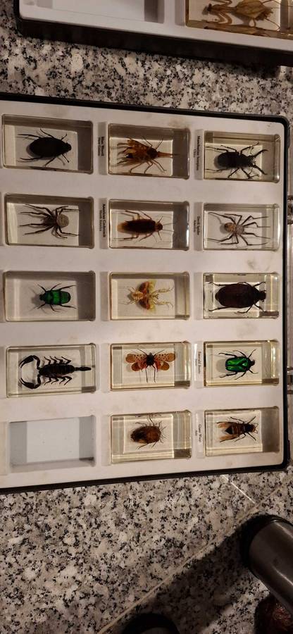 Resin Cast Bugs