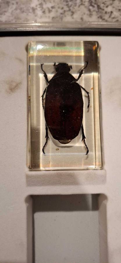 Resin Cast Bugs