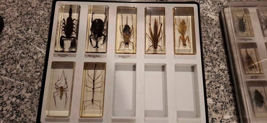 Resin Cast Bugs