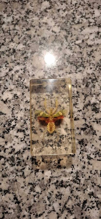 Resin Cast Bugs