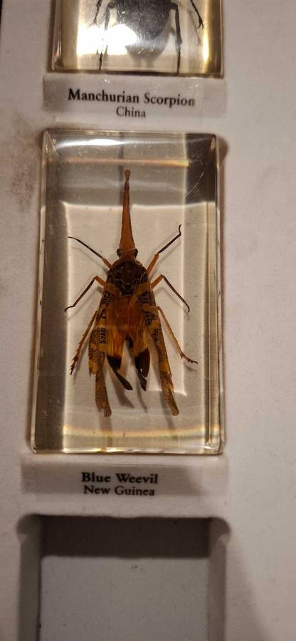 Resin Cast Bugs