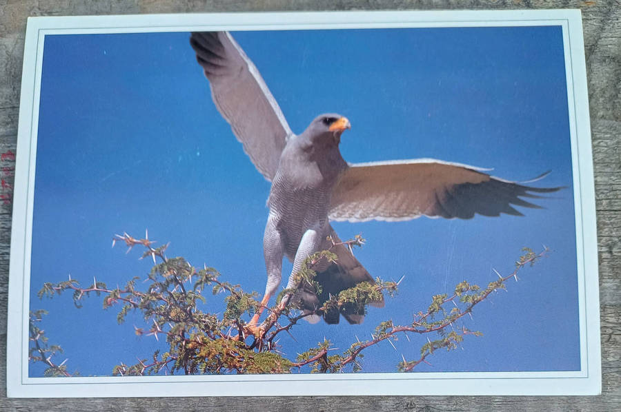 Pale chanting goshawk postcard
