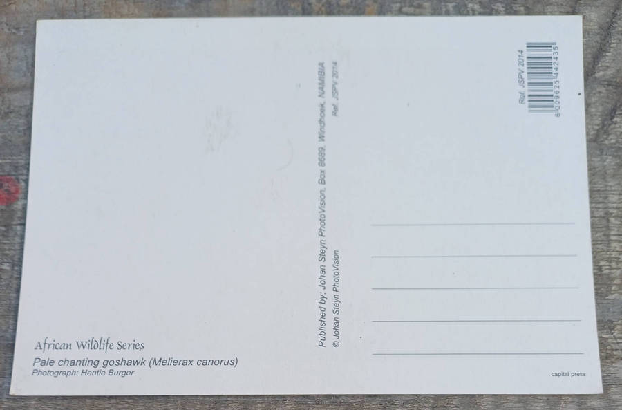 Pale chanting goshawk postcard