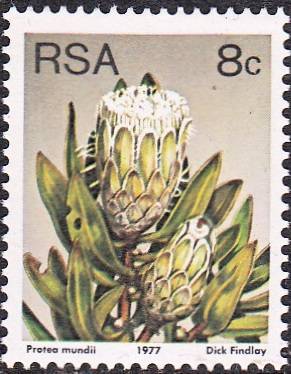 RSA 1982: 3rd DEFINITIVE ISSUE 8c MNH (SACC425b)- glossy paper