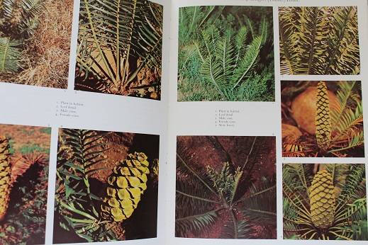 Cycads of South Africa by Cynthia Giddy