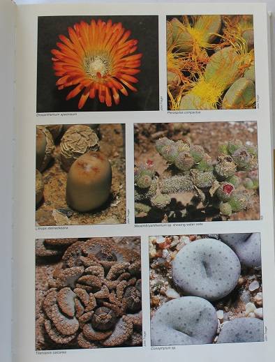 Mesembs of the world by F. Smith,P. Chesselet, Ernst J. van Jaarsveld etc.