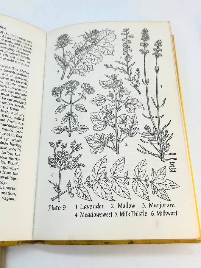 Herbal Materia Medica ~ The Illustrated Herbal Handbook ~ Juliette De Bairacli Levy | 1975 1st Ed