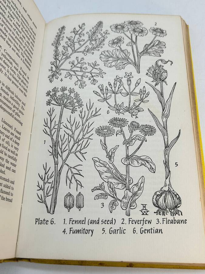 Herbal Materia Medica ~ The Illustrated Herbal Handbook ~ Juliette De Bairacli Levy | 1975 1st Ed