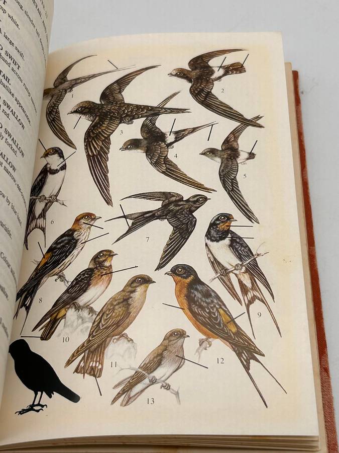 A Field Guide to the Birds of Southern Africa by OPM Prozesky