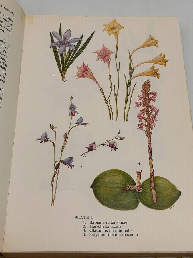 Eastern Cape Veld Flowers - Eily Gledhill