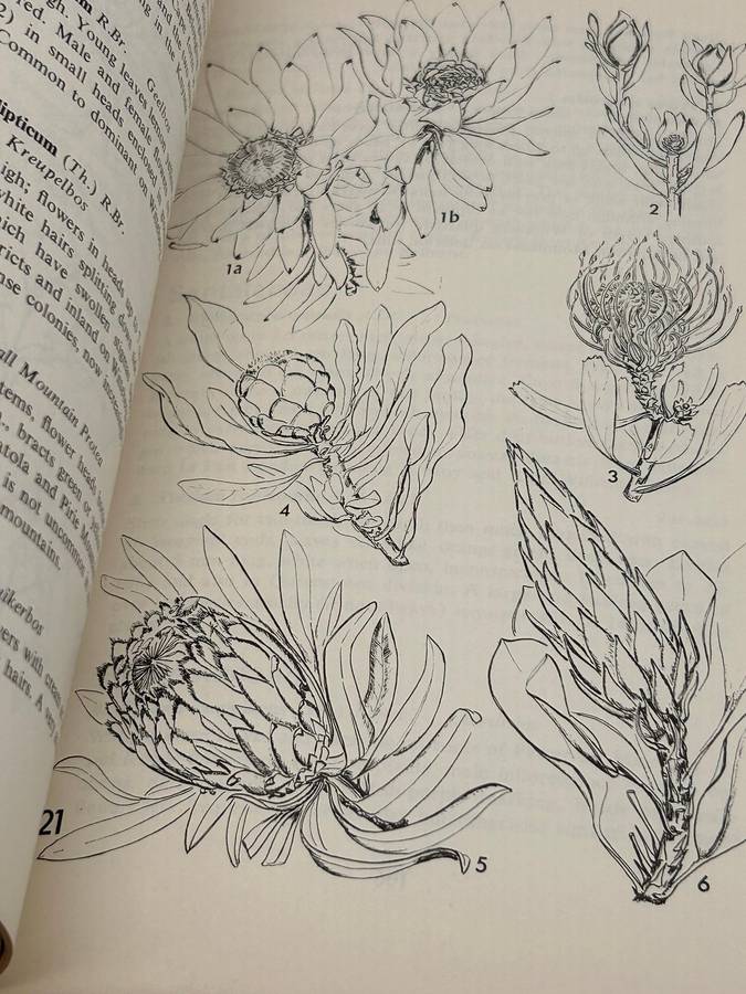 Eastern Cape Veld Flowers - Eily Gledhill