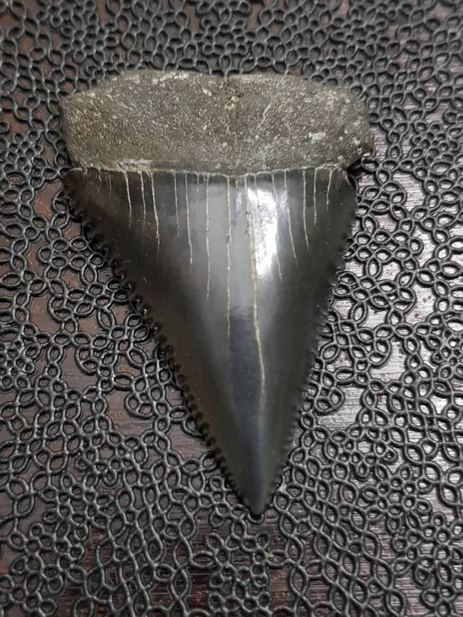 Megalodon Great White Shark Tooth