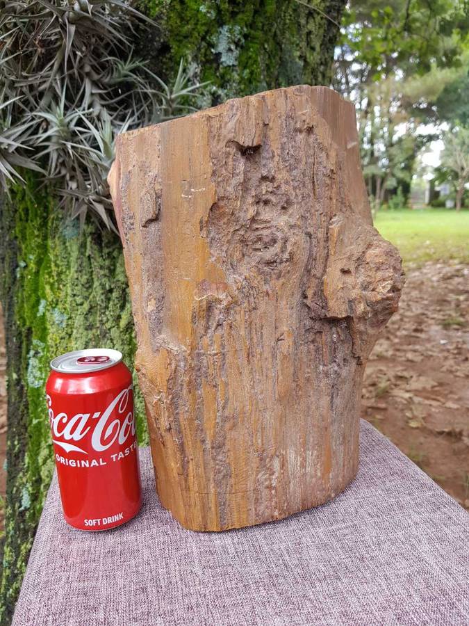Petrified Wood Rock.