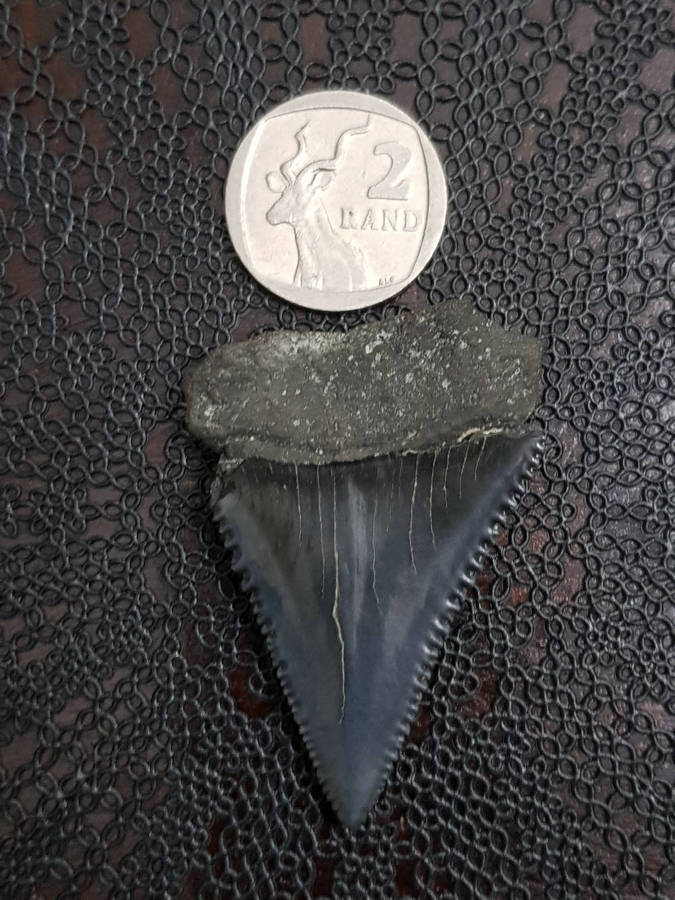 Megalodon Great White Shark Tooth