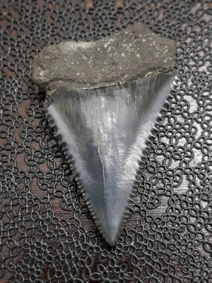 Megalodon Great White Shark Tooth