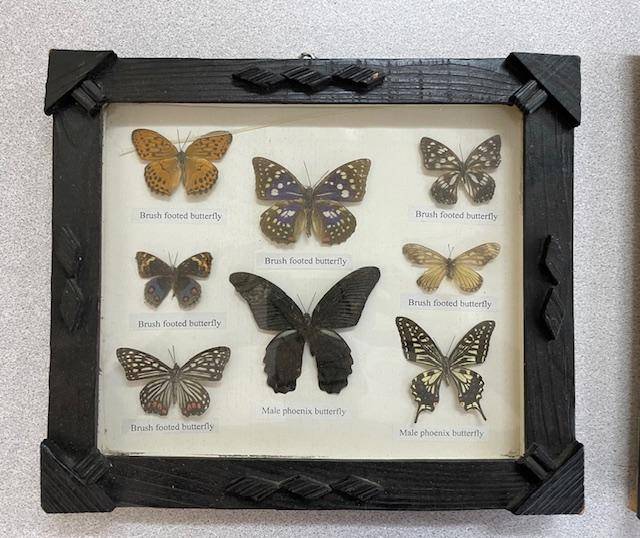 2 Real life Butterflies in frames