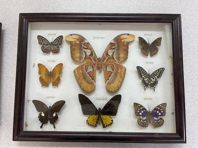 2 Real life Butterflies in frames