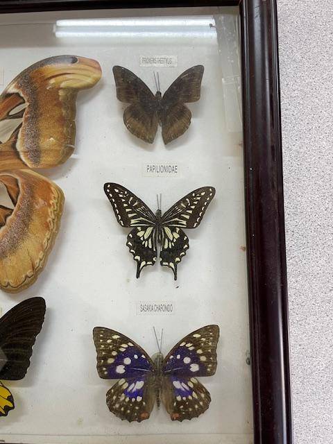 2 Real life Butterflies in frames