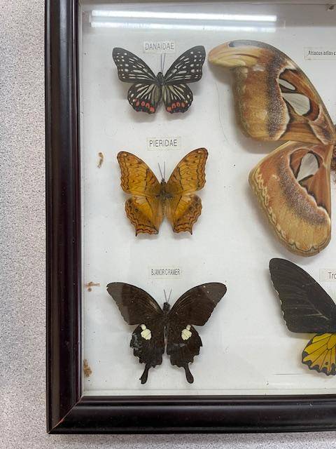 2 Real life Butterflies in frames