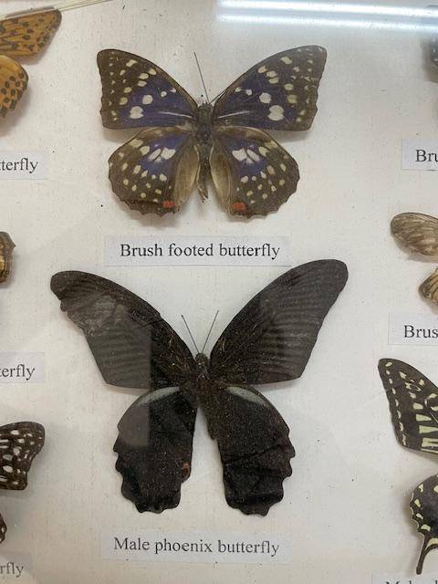 2 Real life Butterflies in frames
